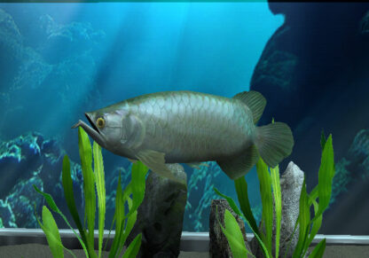 Megaquarium Steam Altergift